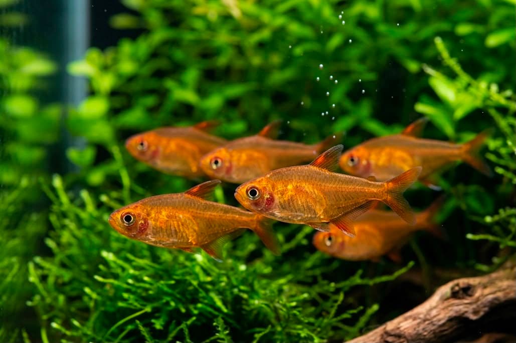 Ember Tetra