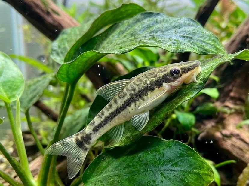 Otocinclus